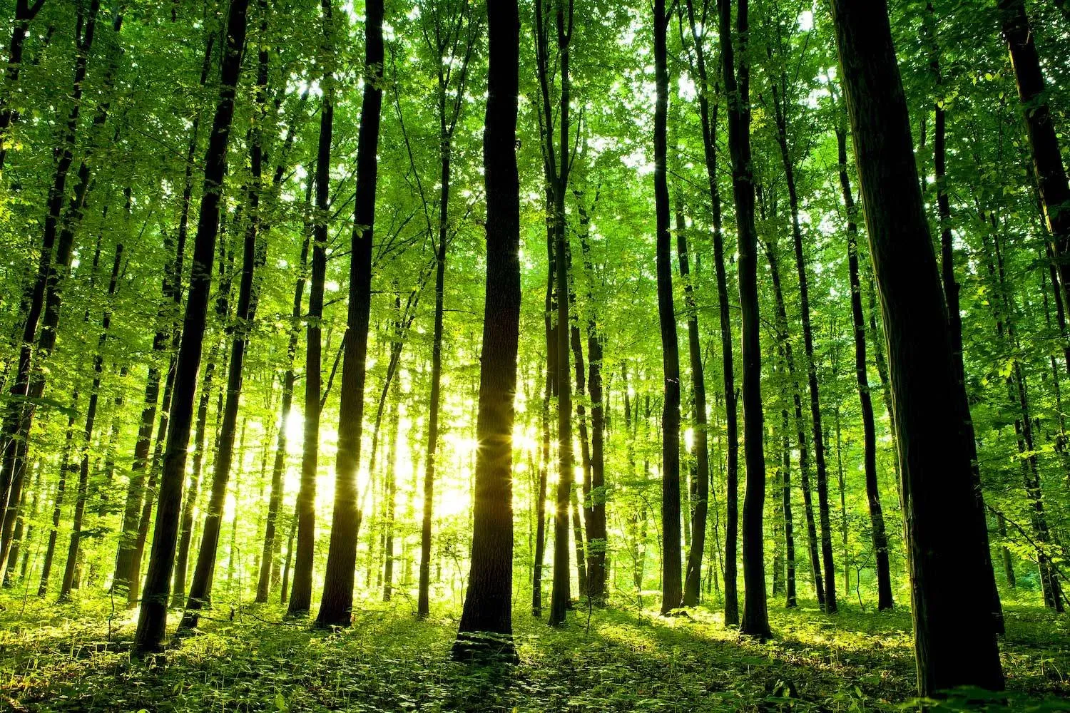 TIMBER SOURCED FROM SUSTAINABLE FOREST / PLANTATIONS